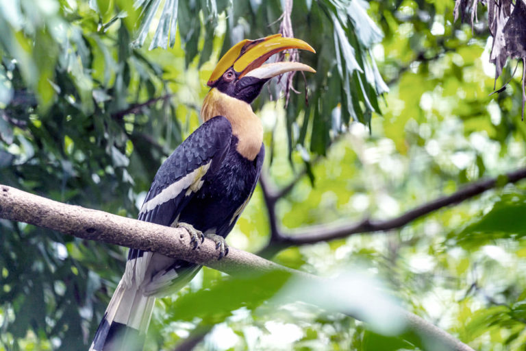 Image 249: Hornbill.min