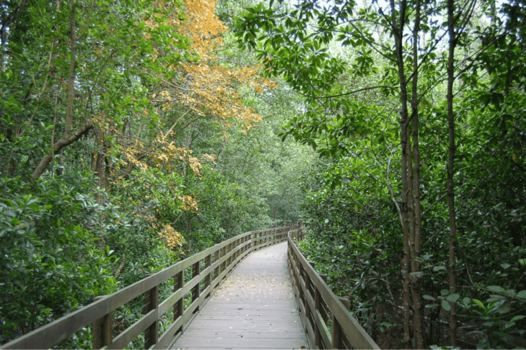 Pasir Ris Park Mangrove | The Bus Collective