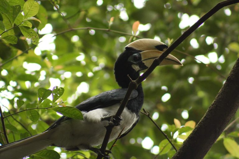 Oriental Pied Hornbills - Pulau Ubin | The Bus Collective